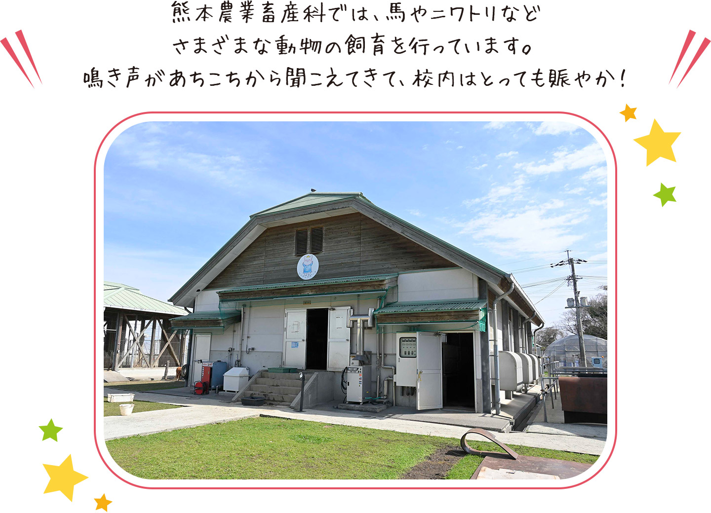 熊本農業畜産科では、馬やニワトリなどさまざまな動物の飼育を行っています。鳴き声があちこちから聞こえてきて、校内はとっても賑やか！