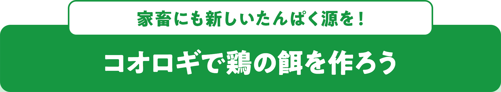 家畜にも新しいたんぱく源を！ コオロギで鶏の餌を作ろう