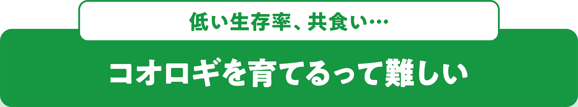 低い生存率、共食い… コオロギを育てるって難しい