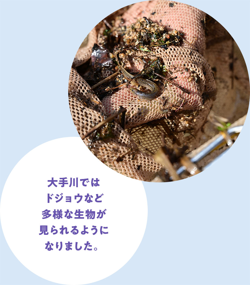 大手川ではドジョウなど多様な生物が見られるようになりました。